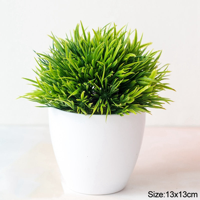 Planta Bonsai