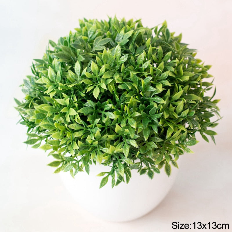 Planta Bonsai